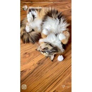 Kater Kasimir Premium Katzenminze, 60g Vorratspack (getrocknet, Geschnitten Und Gesiebt) – Bild 5