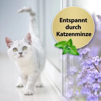 Felisept Home Comfort Set Diffusor + Flakon 45ml â Bild 3