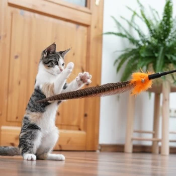 Schlitzohr Federwedel Birdy 3er Pack – Bild 7