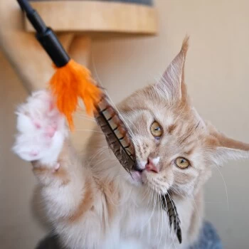 Schlitzohr Federwedel Birdy 3er Pack – Bild 2