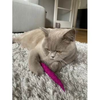 Kater Kasimir 10 Handgerollte Filzwürmer Aus Echtem Wollfilz (Sparpack) – Bild 2