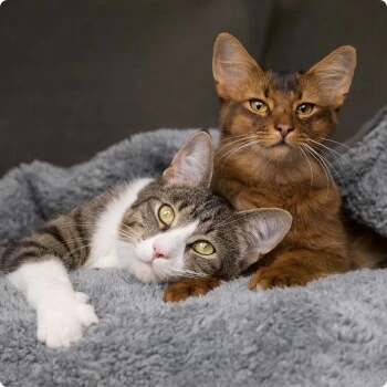 SELECT GOLD Kitten 12x85 G – Bild 3