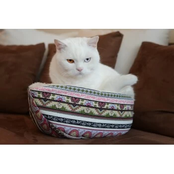 Canadian Cat Company Katzenschiff MAJA – Bild 2