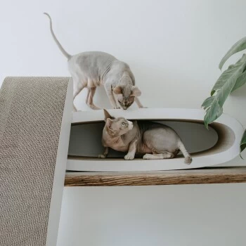 District 70 OVAL OFFICE â Bild 3