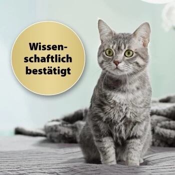 Felisept Home Comfort Set Diffusor + Flakon 45ml â Bild 4