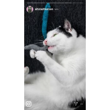 Kater Kasimir 10 Handgerollte Filzwürmer Aus Echtem Wollfilz (Sparpack) – Bild 4