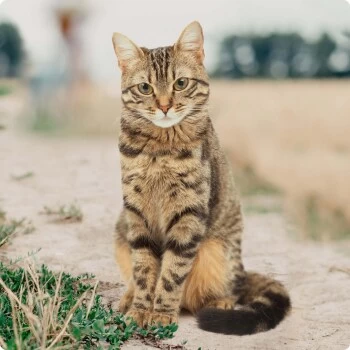 REAL NATURE Senior Huhn & Rind Mit Hanföl 6x400 G – Bild 4