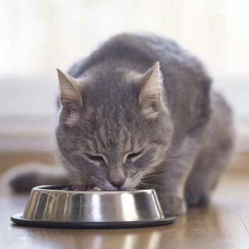 Beaphar Nierendiät 16x100g Taurin – Bild 3